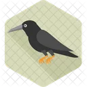 Crow Bird Blackbird 아이콘