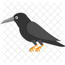 Crow Bird Blackbird Icon