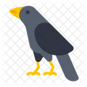 Crow Bird Black Icon