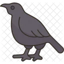 Crow Raven Bird Icon