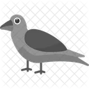 Crow Raven Bird Icon