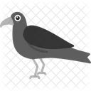 Crow Bird Corvus Icon