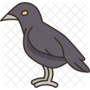 Crow Bird Carrion 아이콘
