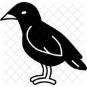 Crow Bird Carrion Icon