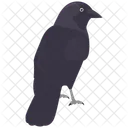Crow  Icon