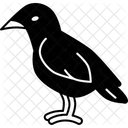 Crow  Icon