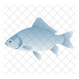 Crucian Carp  Icon