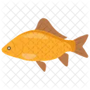 Crucian Carp Fish Goldfish Icon