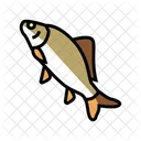 Crucian Fish  Icon