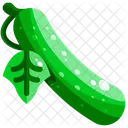 Cucumber Vegetable Organic Icon