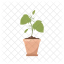 Cucumber Pot  Icon
