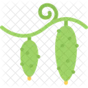 Cucumbers  Icon