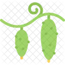 Cucumbers  Icon