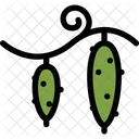 Cucumbers Vegetables Fruit Icon