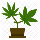 Marihuana Sativa Cannabis Icono