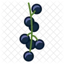 Currants Fruit Fit Icon