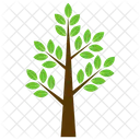 Curry Tree  Icon