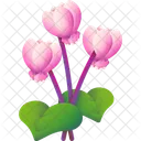 Cyclamen  Icon