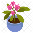 Cyclamen Persicum  Icon
