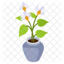 Cyclamen Plant  Icon