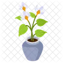 Cyclamen Plant  Icon