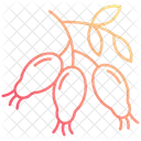 Cynorhodon  Icône