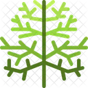 Cypress  Icon