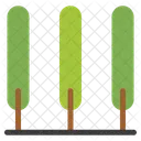 Cypress  Icon