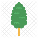 Cypress  Icon