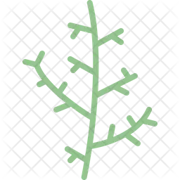 Cypress leaf  Icon