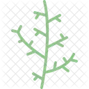 Cypress leaf  Icon