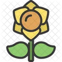Daffodil Flower  Icon