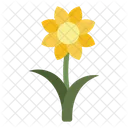 Daffodil Flower  Icon