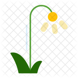 Daffodils  Icon