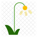 Daffodils  Icon