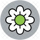 Daisy Flower Spring Icon