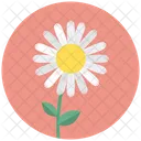 Daisy Blossom Camomile Icon
