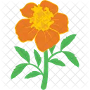 Flower Blooming Daisy Icon