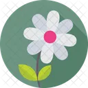 Daisy Flower Blossom Icon
