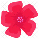 Spruce Flower Daisy Floral Icon