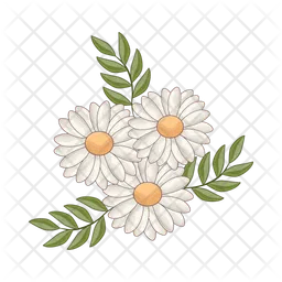 Daisy flower  Icon