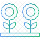 Daisy Floral Flower Icon