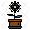 Daisy Flower  Icon