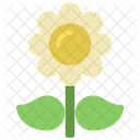 Daisy Flower  Icon