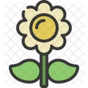 Daisy Flower  Icon