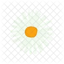 Daisy Flower Floral Icon