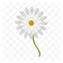 Daisy Botanical Camomile Icon