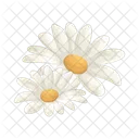 Daisy Flower Nature Icon