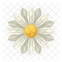 Daisy  Icon