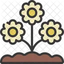 Daisys Flower  Icon